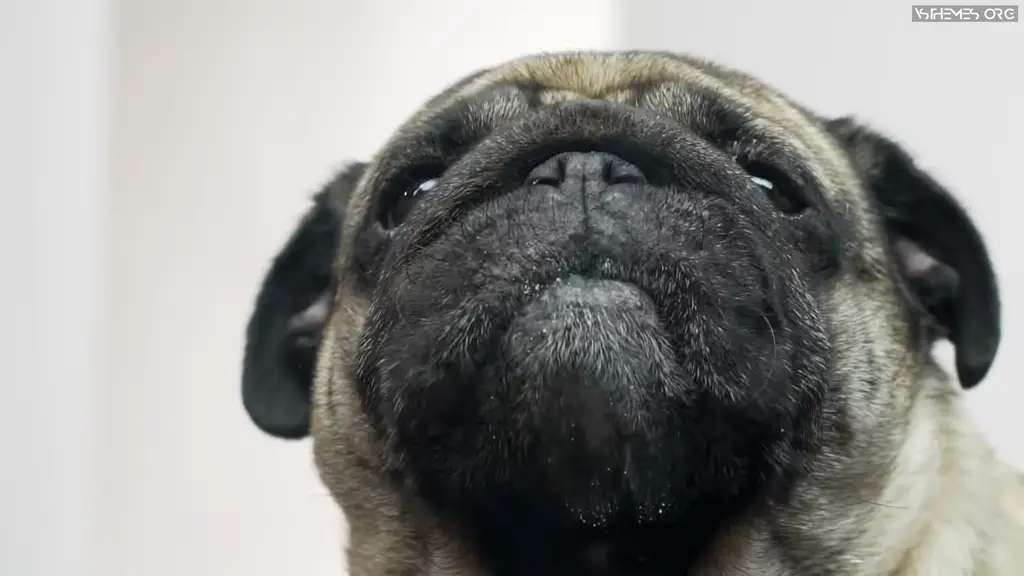 Видео с колядками